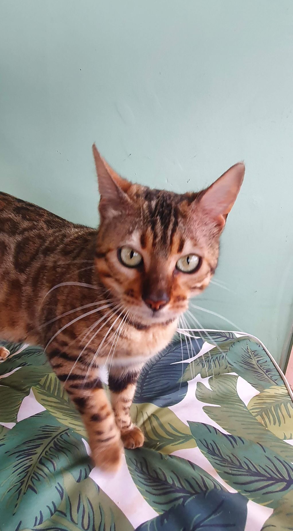 Photo 1 of Lucia-Retired the Female Bengal cat.