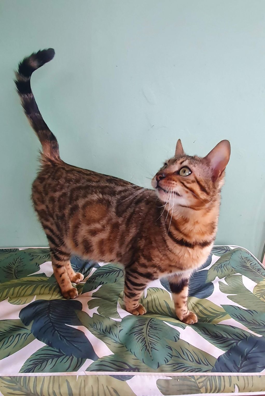 Photo 4 of Lucia-Retired the Female Bengal cat.
