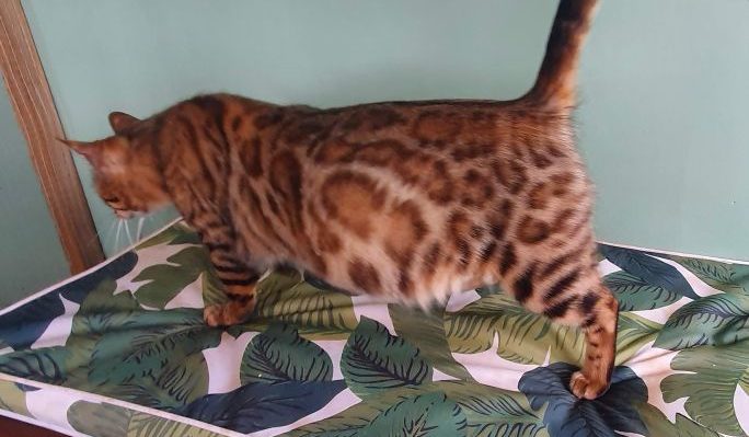 Photo 3 of Lucia-Retired the female Bengal cat.