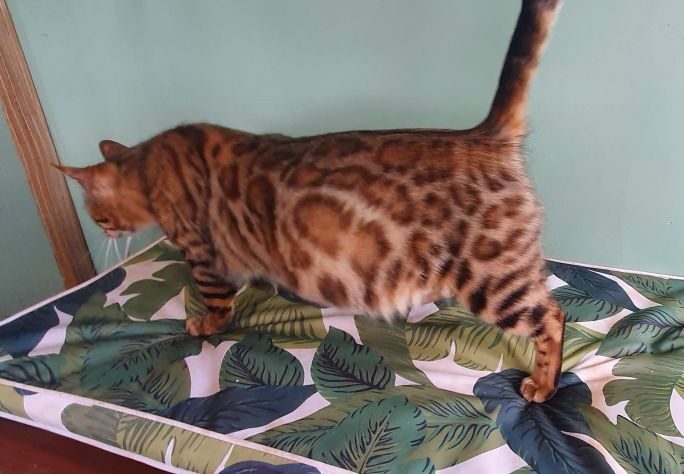 Photo 3 of Lucia-Retired the Female Bengal cat.