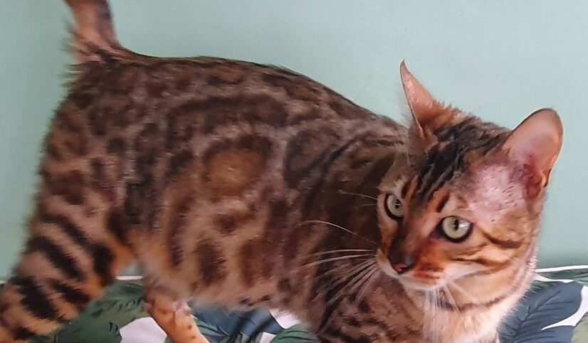 Photo 2 of Lucia-Retired the female Bengal cat.
