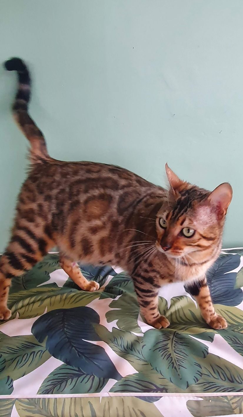 Photo 2 of Lucia-Retired the Female Bengal cat.