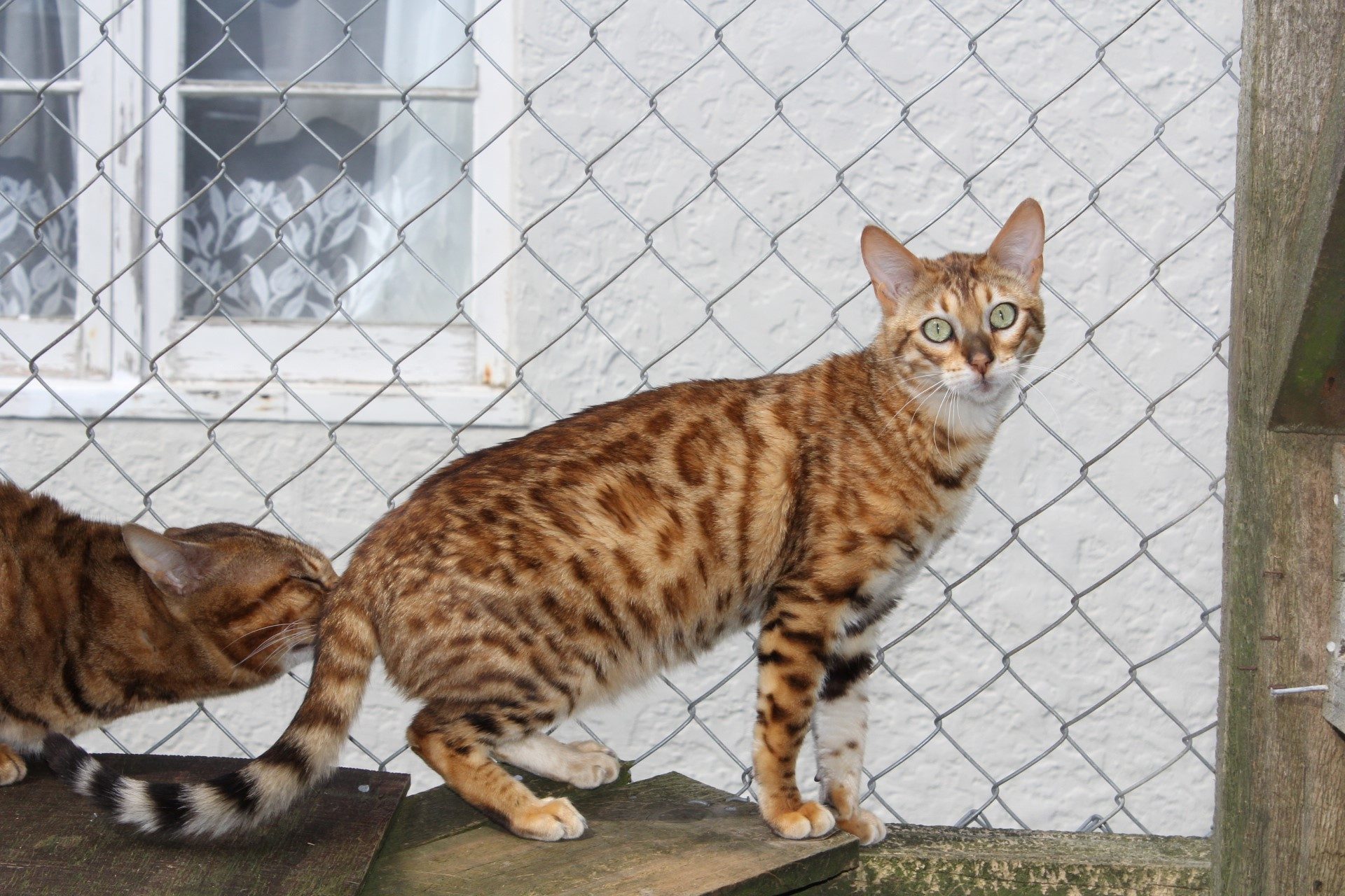 Photo 4 of Maeve-retired the Female Bengal cat.