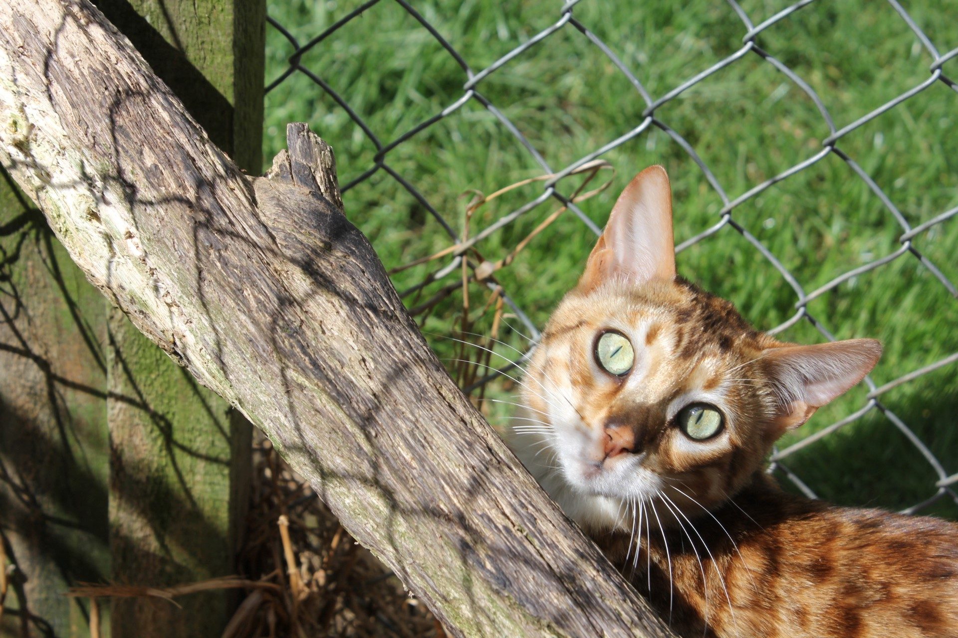Photo 1 of Maeve-retired the Female Bengal cat.