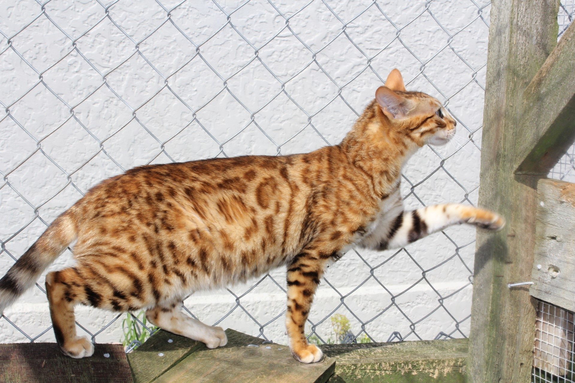 Photo 2 of Maeve-retired the Female Bengal cat.