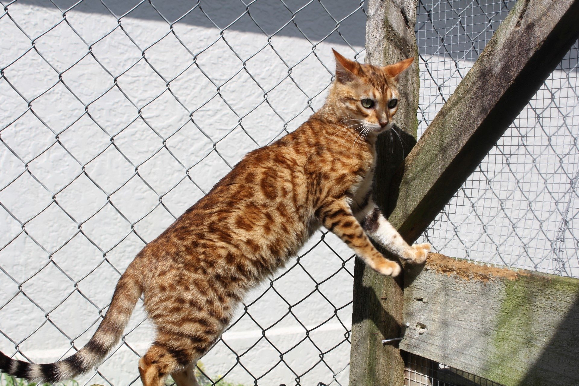 Photo 3 of Maeve-retired the Female Bengal cat.