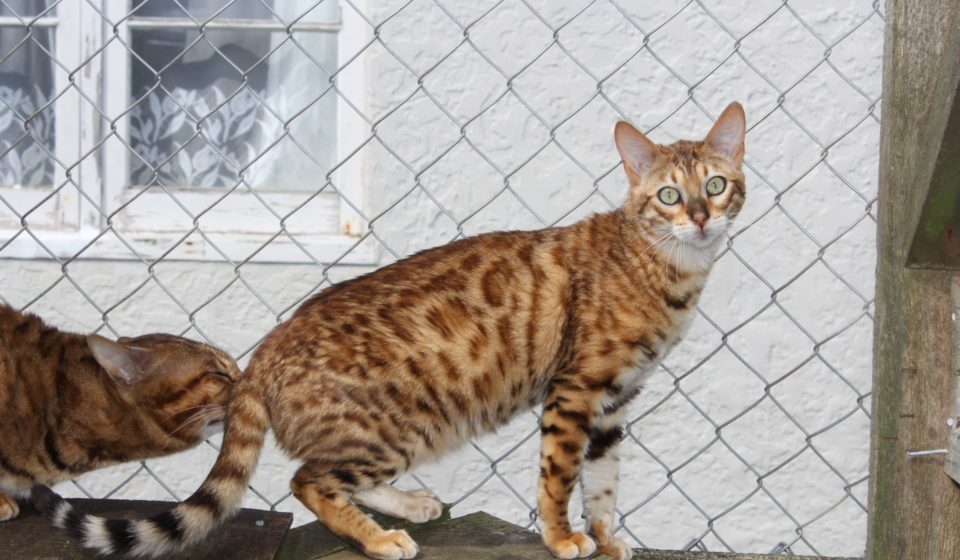 Photo 4 of Maeve-retired the female Bengal cat.