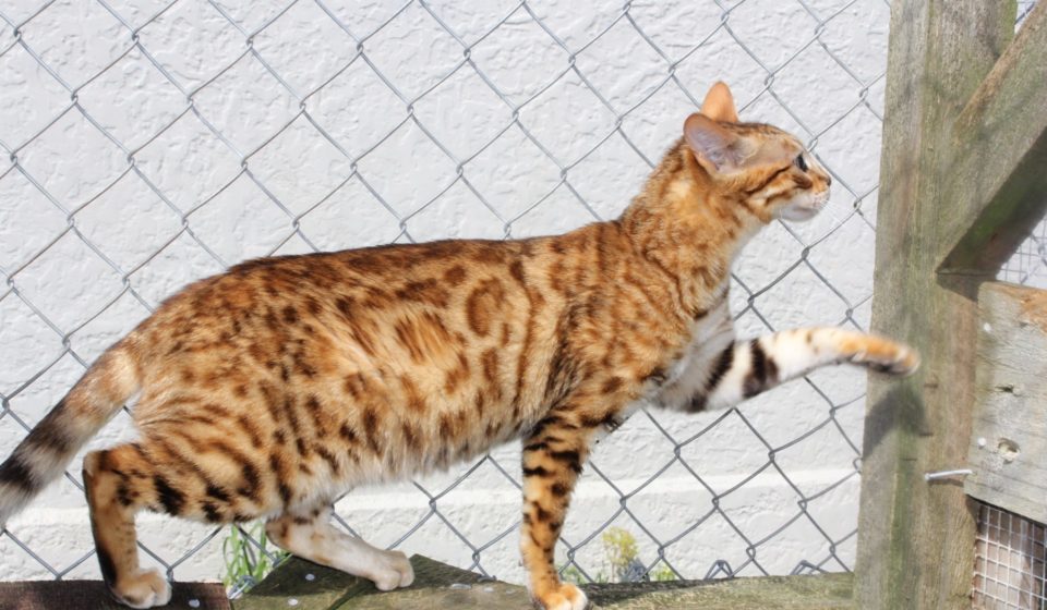 Photo 2 of Maeve-retired the female Bengal cat.