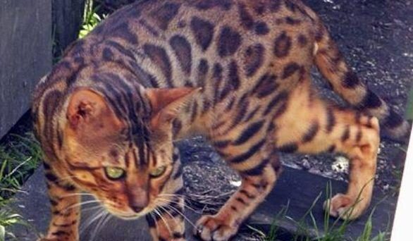 Photo 1 of Micky-retired the male Bengal cat.