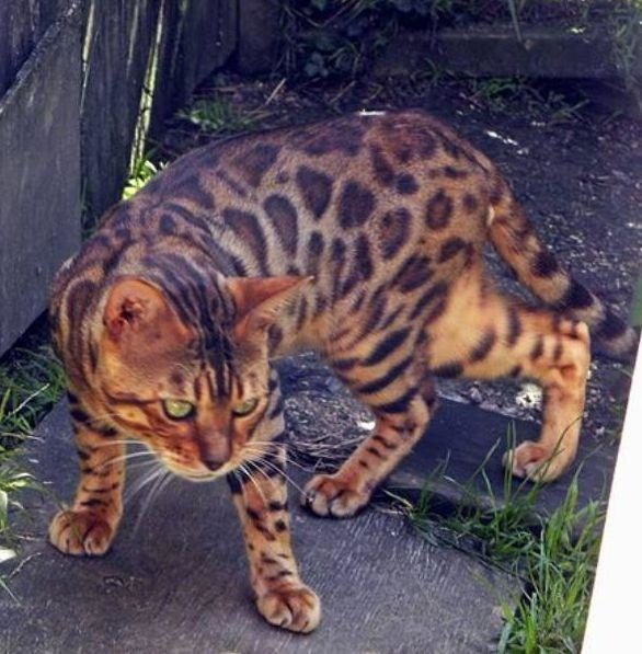 Photo 1 of Micky-retired the Male Bengal cat.