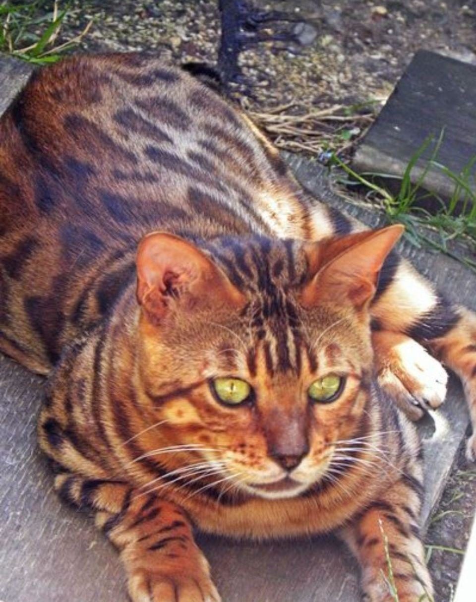 Photo 2 of Micky-retired the Male Bengal cat.