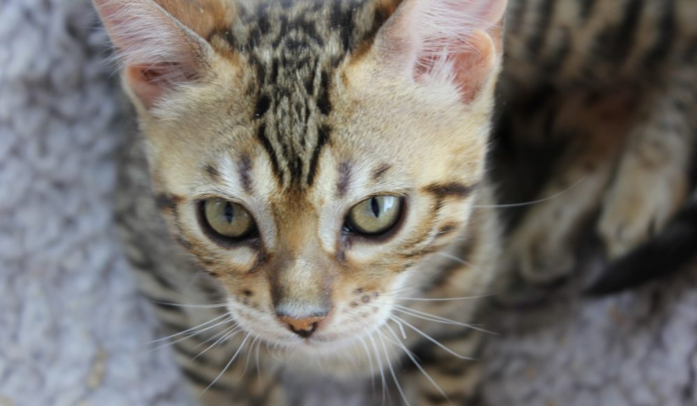 Brown rosetted Bengal. Bengals Auckland — Pride of Eire Bengals