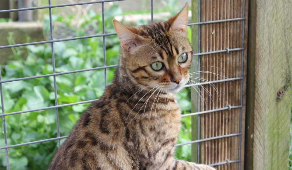 Photo 2 of Molly-Retired the female Bengal cat.