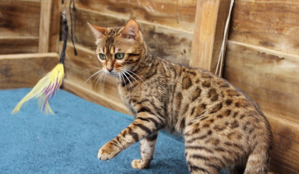 Photo 3 of Molly-Retired the female Bengal cat.