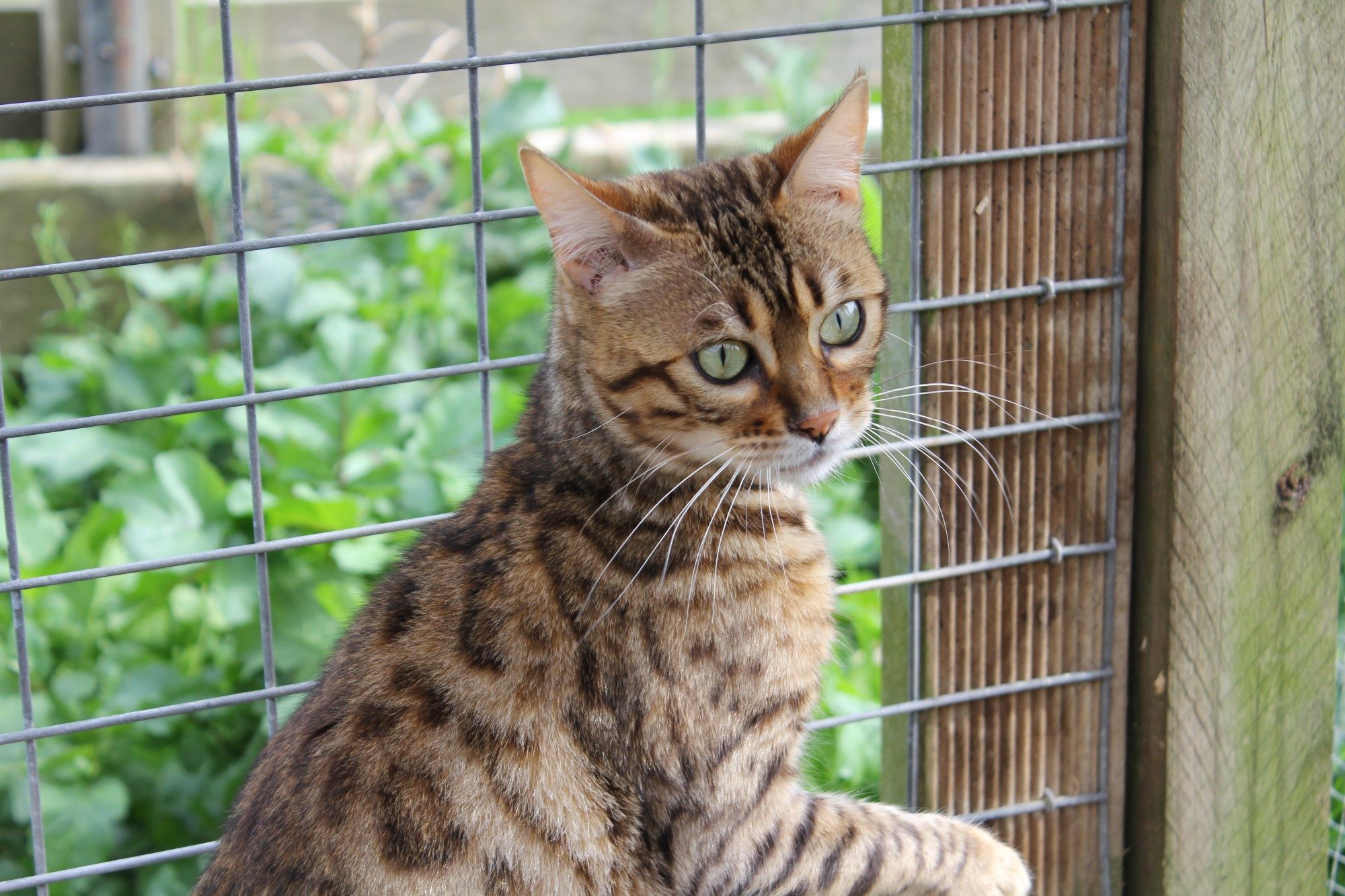 Photo 2 of Molly-Retired the Female Bengal cat.