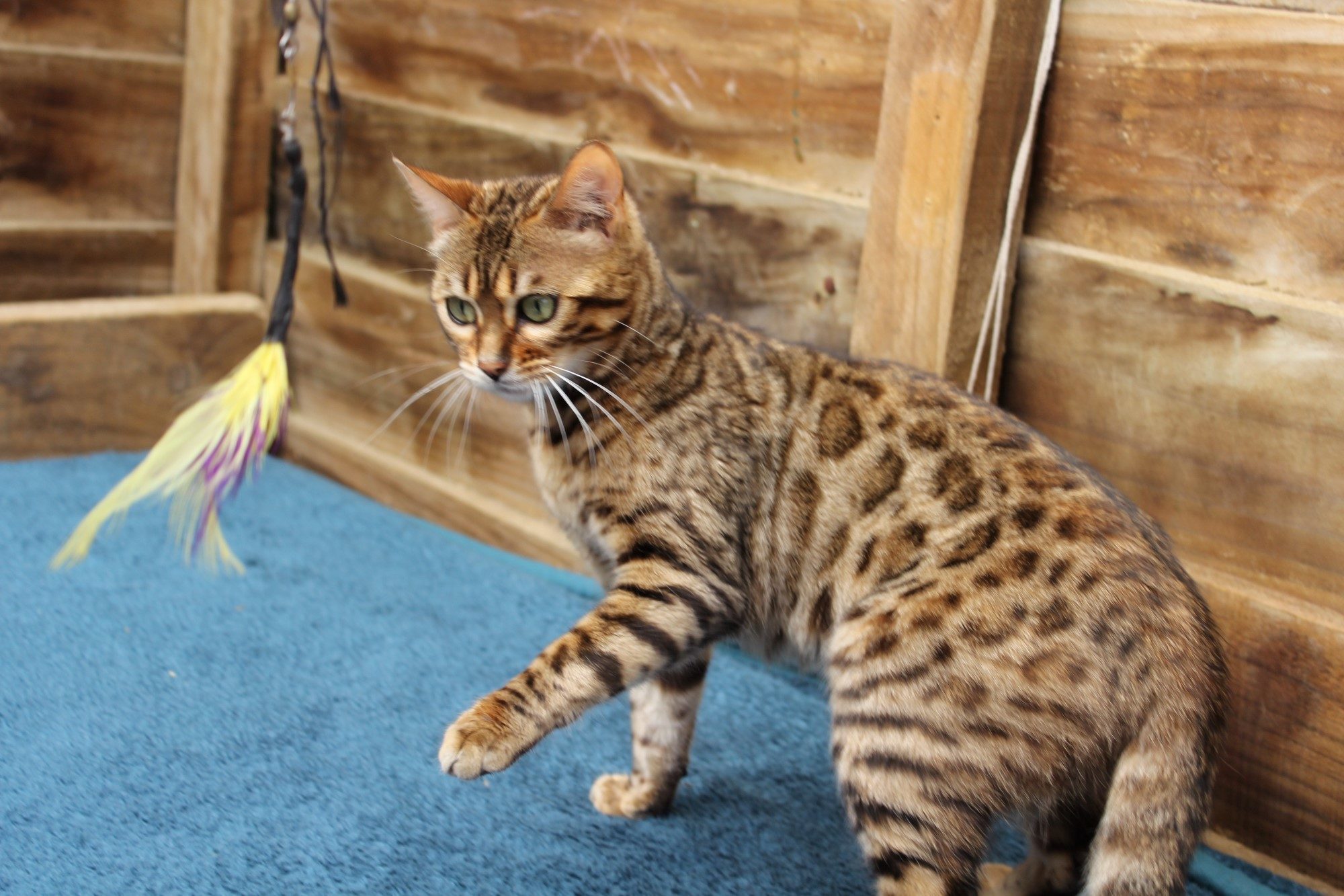 Photo 3 of Molly-Retired the Female Bengal cat.