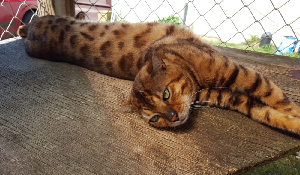 Photo 5 of Murphy-Retired the male Bengal cat.