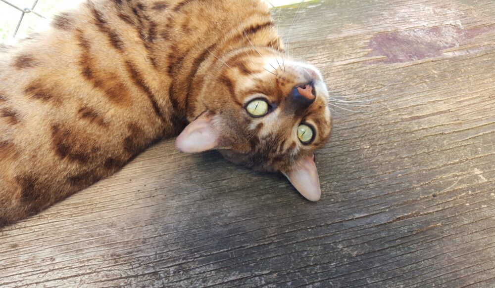 Photo 2 of Murphy-Retired the male Bengal cat.
