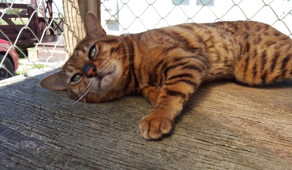 Photo 3 of Murphy-Retired the male Bengal cat.