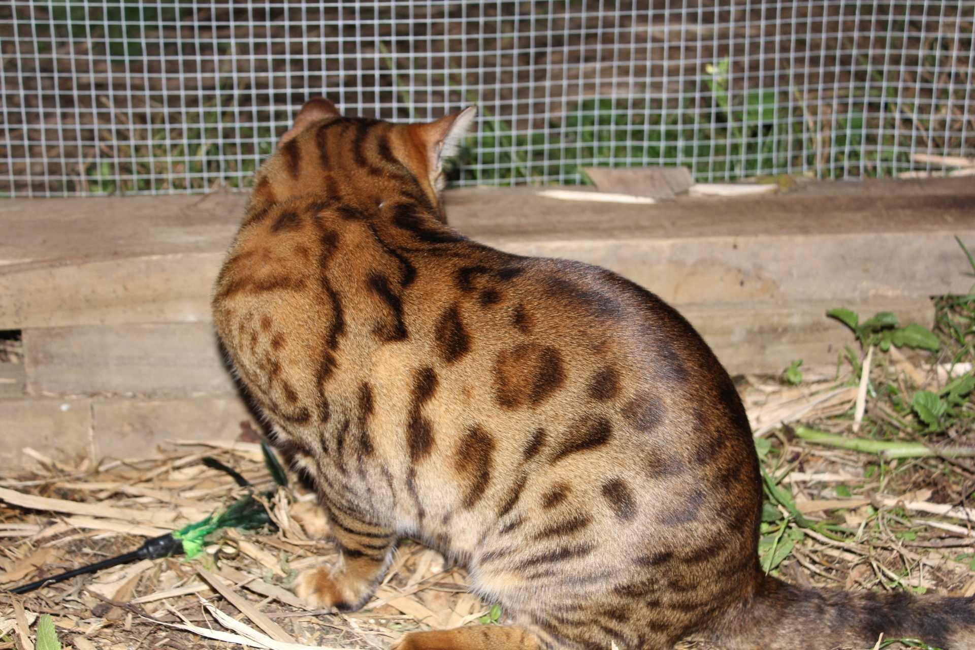 Photo 4 of Murphy-Retired the Male Bengal cat.