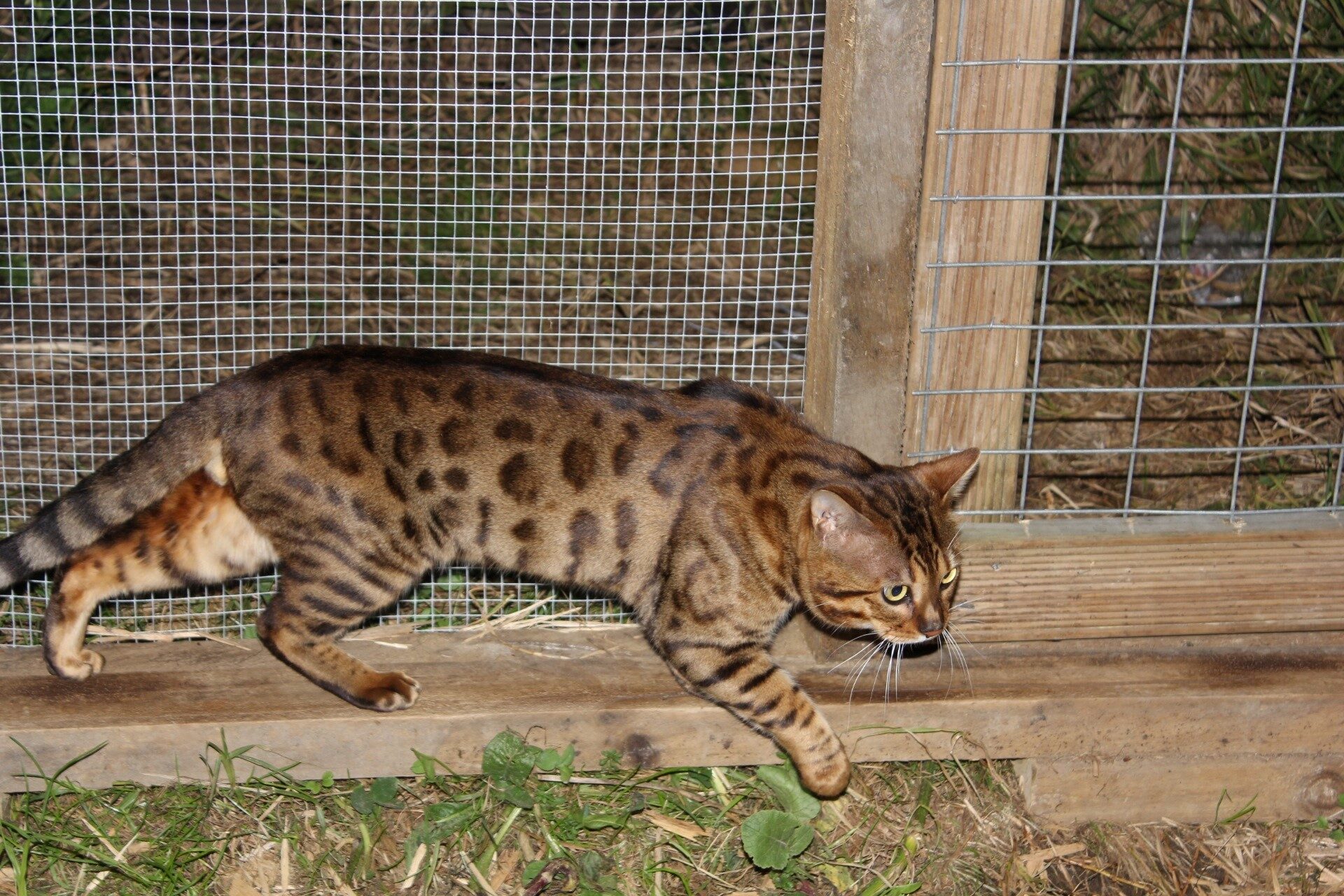 Photo 1 of Murphy-Retired the Male Bengal cat.