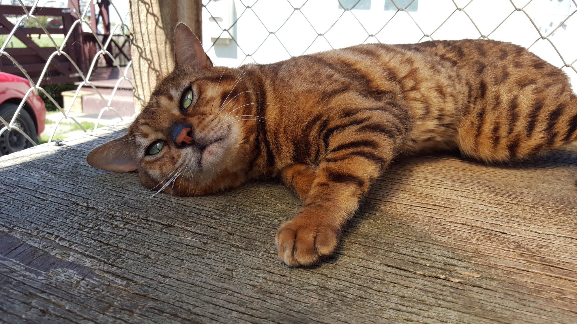 Photo 3 of Murphy-Retired the Male Bengal cat.