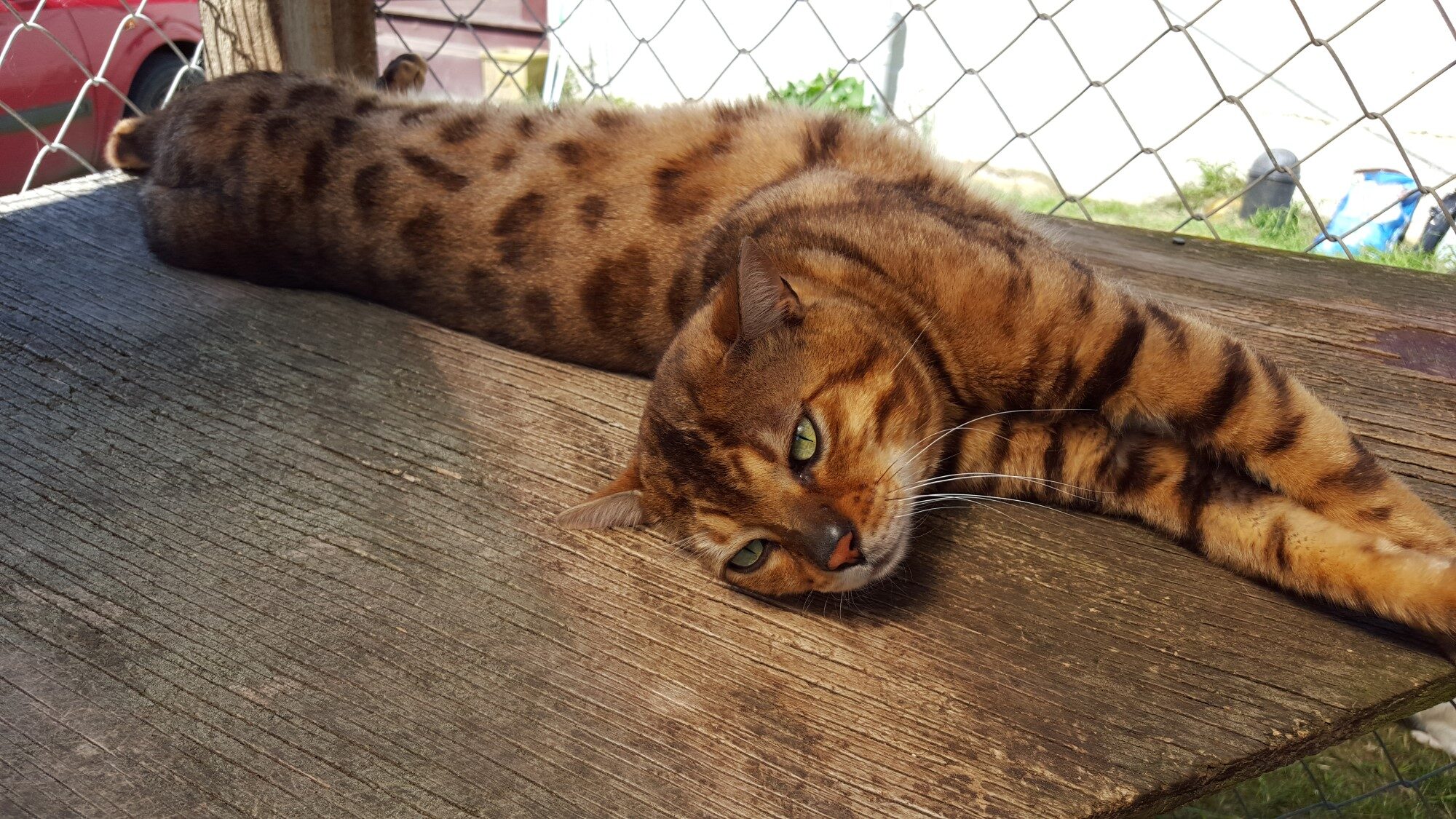 Photo 5 of Murphy-Retired the Male Bengal cat.