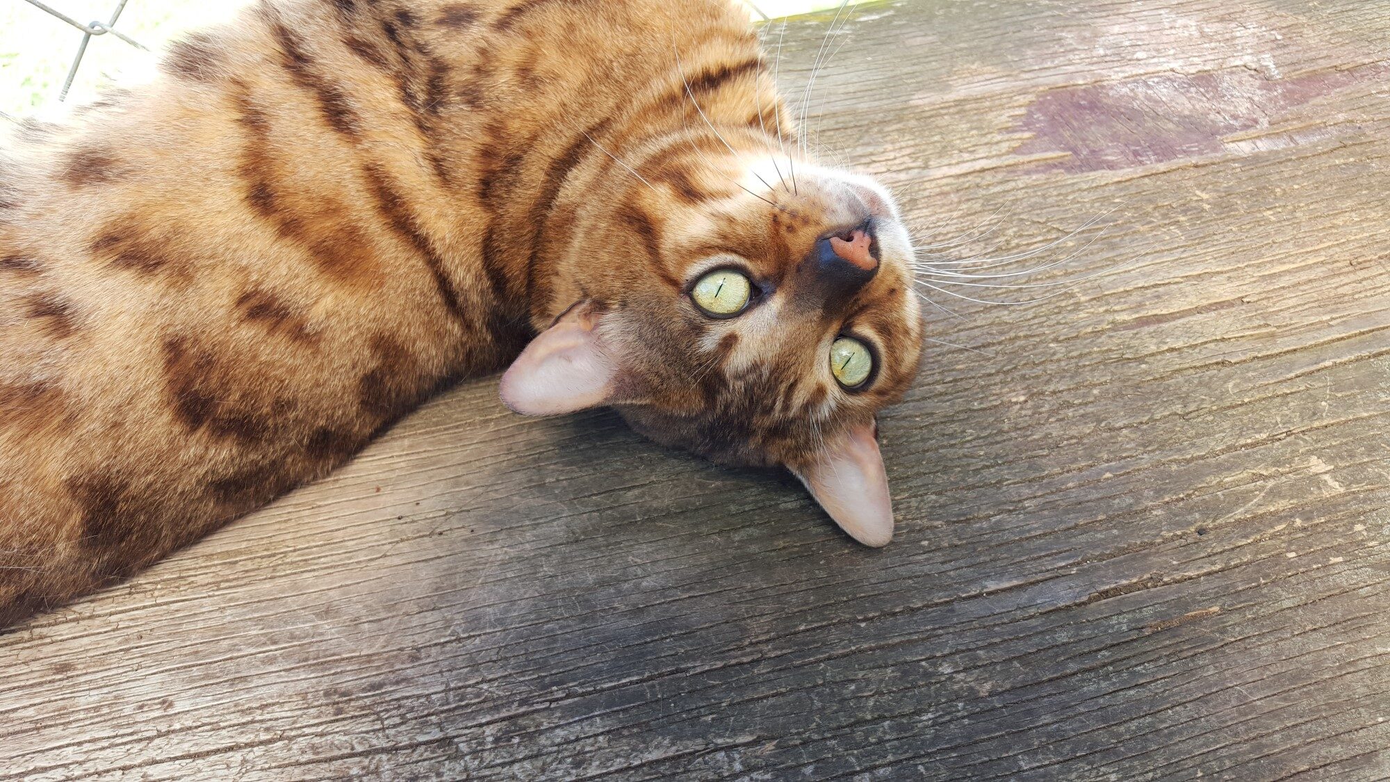 Photo 2 of Murphy-Retired the Male Bengal cat.