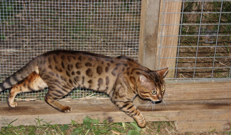 Photo 1 of Murphy-Retired the male Bengal cat.