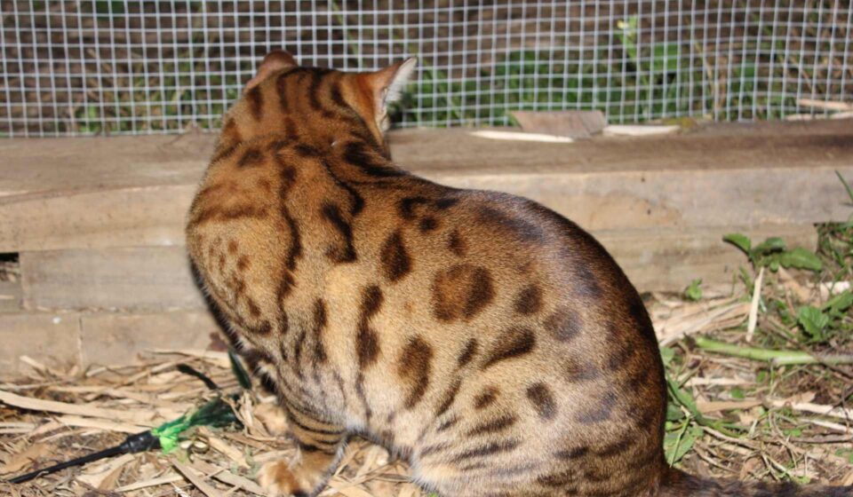 Photo 4 of Murphy-Retired the male Bengal cat.