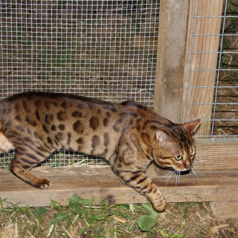 Photo 2 of Murphy-Retired the male Bengal cat.