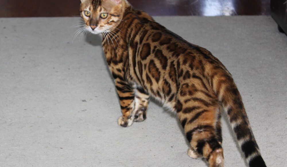 Photo 5 of Paddy the male Bengal cat.