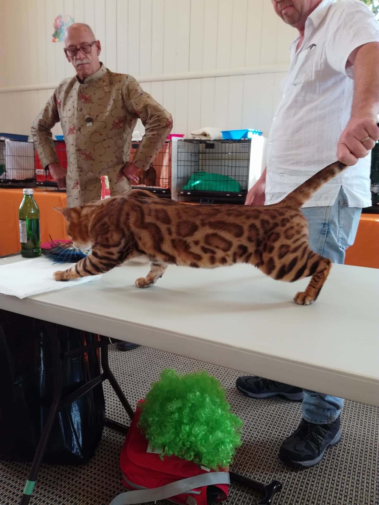 Photo 3 of Paddy the Male Bengal cat.
