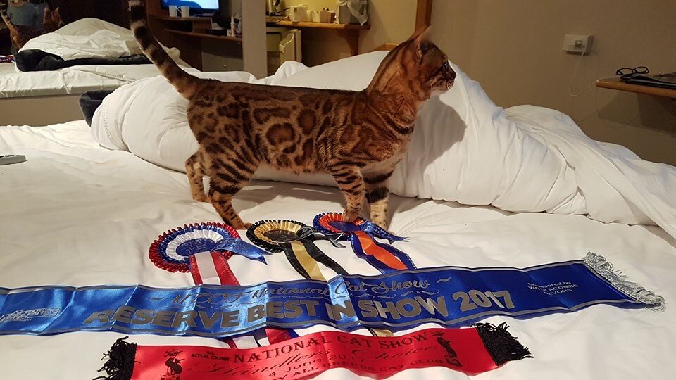 Photo 4 of Paddy the Male Bengal cat.