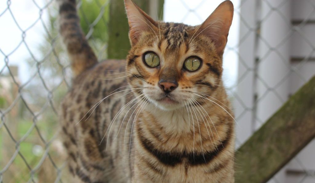 Photo 1 of Peggy-retired the female Bengal cat.