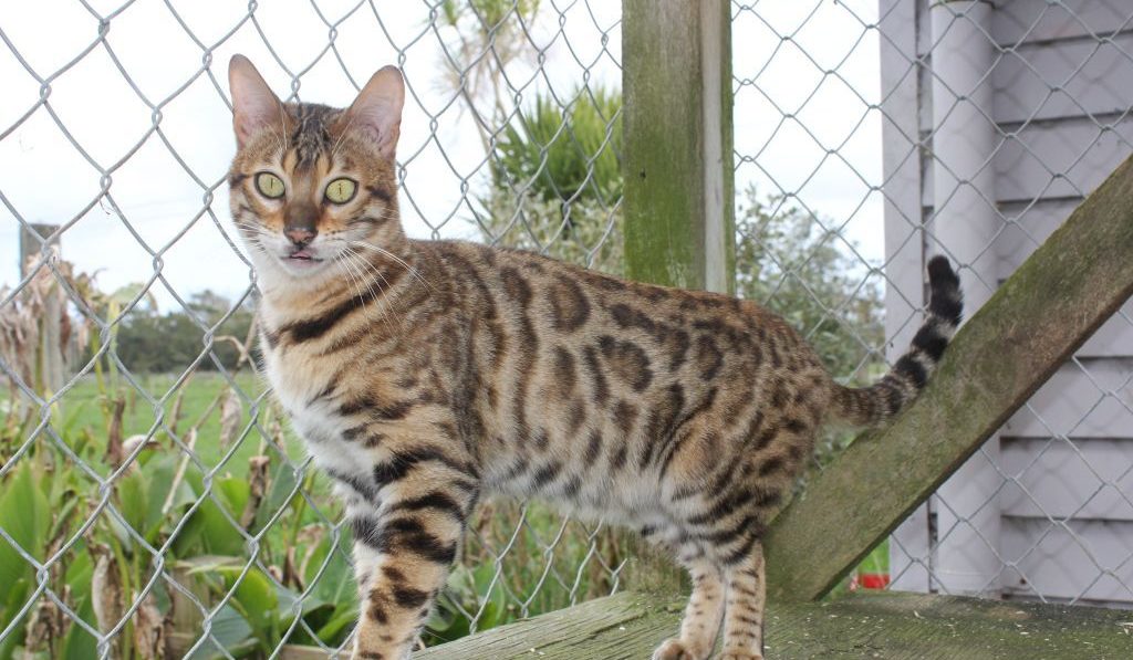 Photo 3 of Peggy-retired the female Bengal cat.