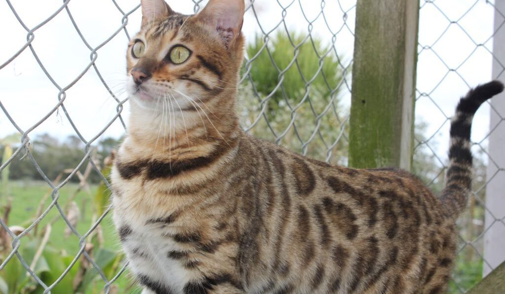 Photo 2 of Peggy-retired the female Bengal cat.