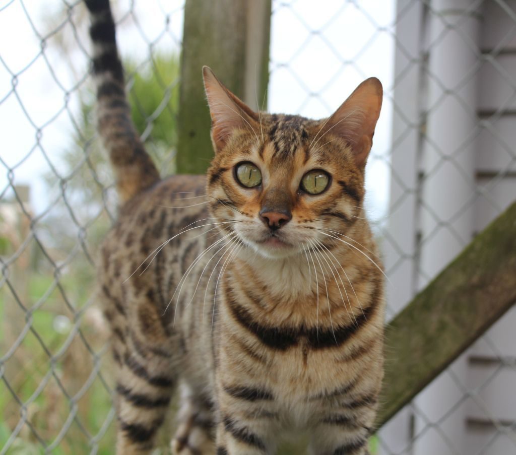 Photo 1 of Peggy-retired the Female Bengal cat.