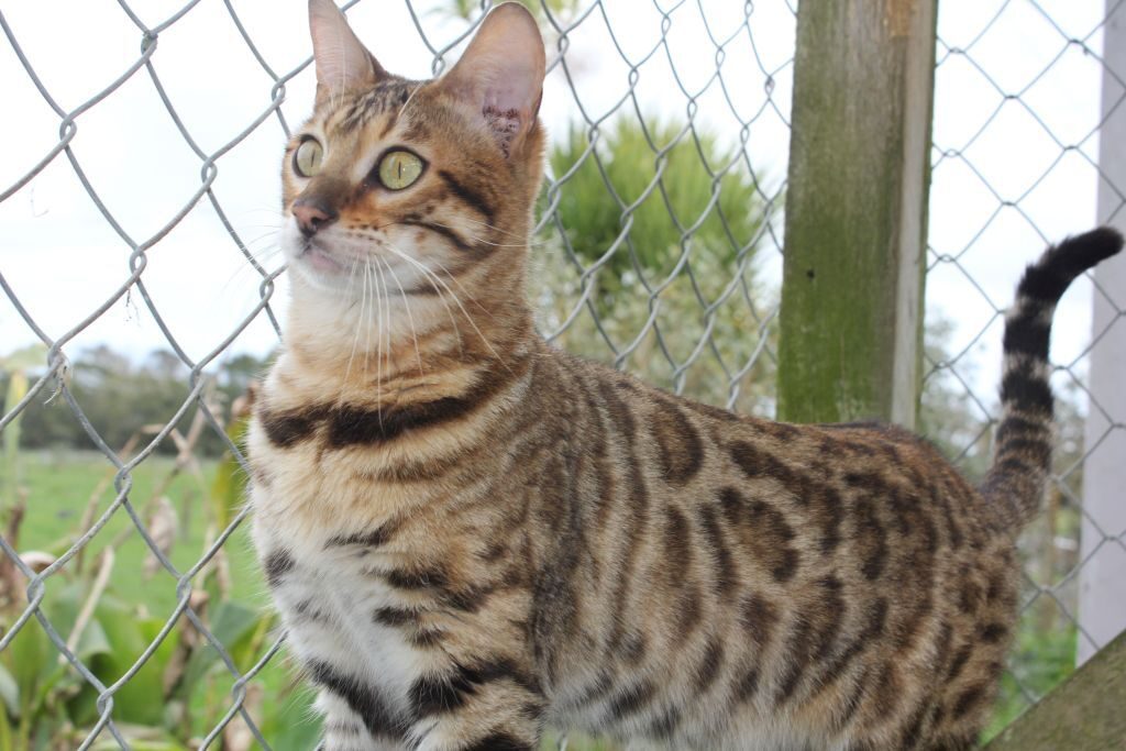 Photo 2 of Peggy-retired the Female Bengal cat.