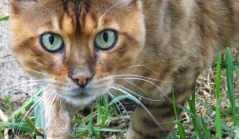 Photo 1 of Rebel our first stud-retired the male Bengal cat.