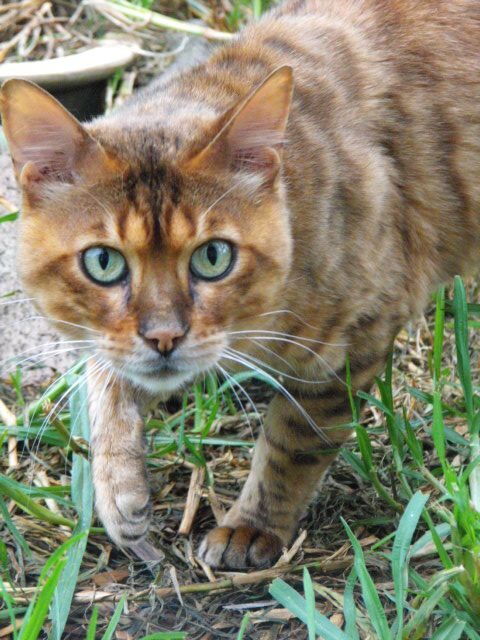 Photo 1 of Rebel our first stud-retired the Male Bengal cat.