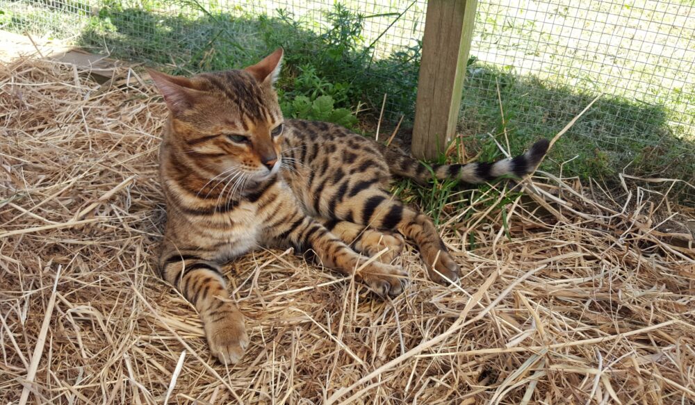 Photo 2 of Riley-retired the male Bengal cat.
