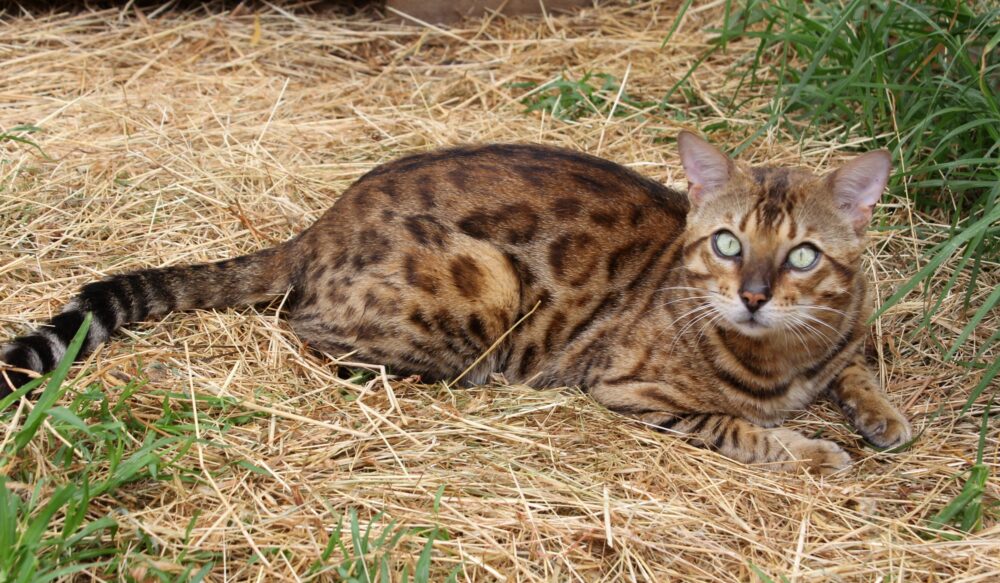 Photo 7 of Riley-retired the male Bengal cat.