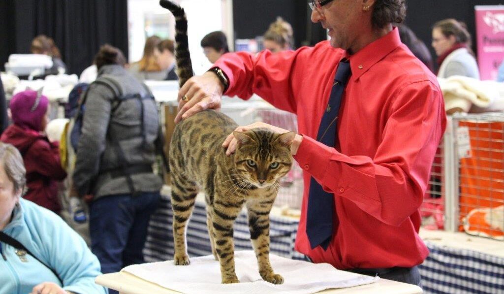 Photo 9 of Riley-retired the male Bengal cat.
