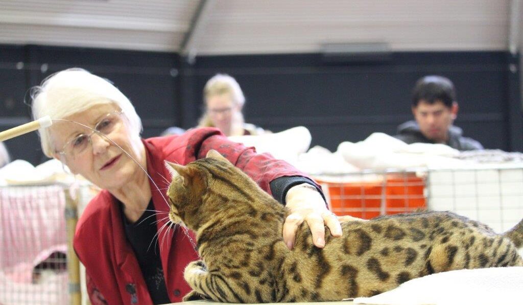 Photo 10 of Riley-retired the male Bengal cat.