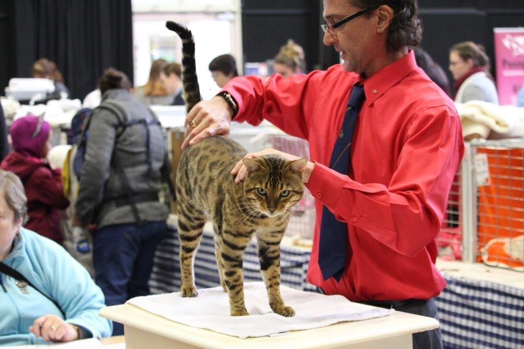 Photo 9 of Riley-retired the Male Bengal cat.