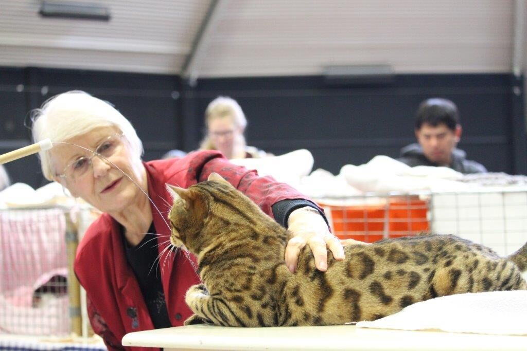 Photo 10 of Riley-retired the Male Bengal cat.