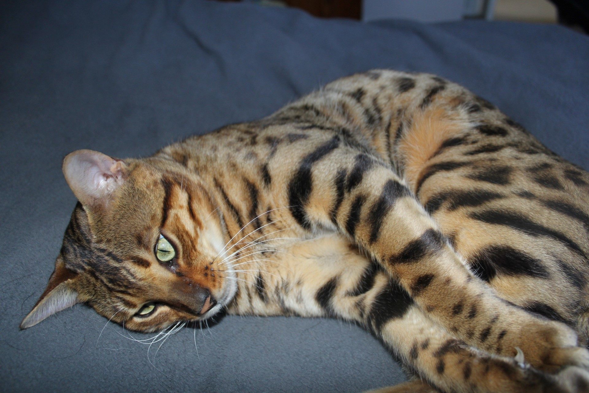 Photo 6 of Riley-retired the Male Bengal cat.