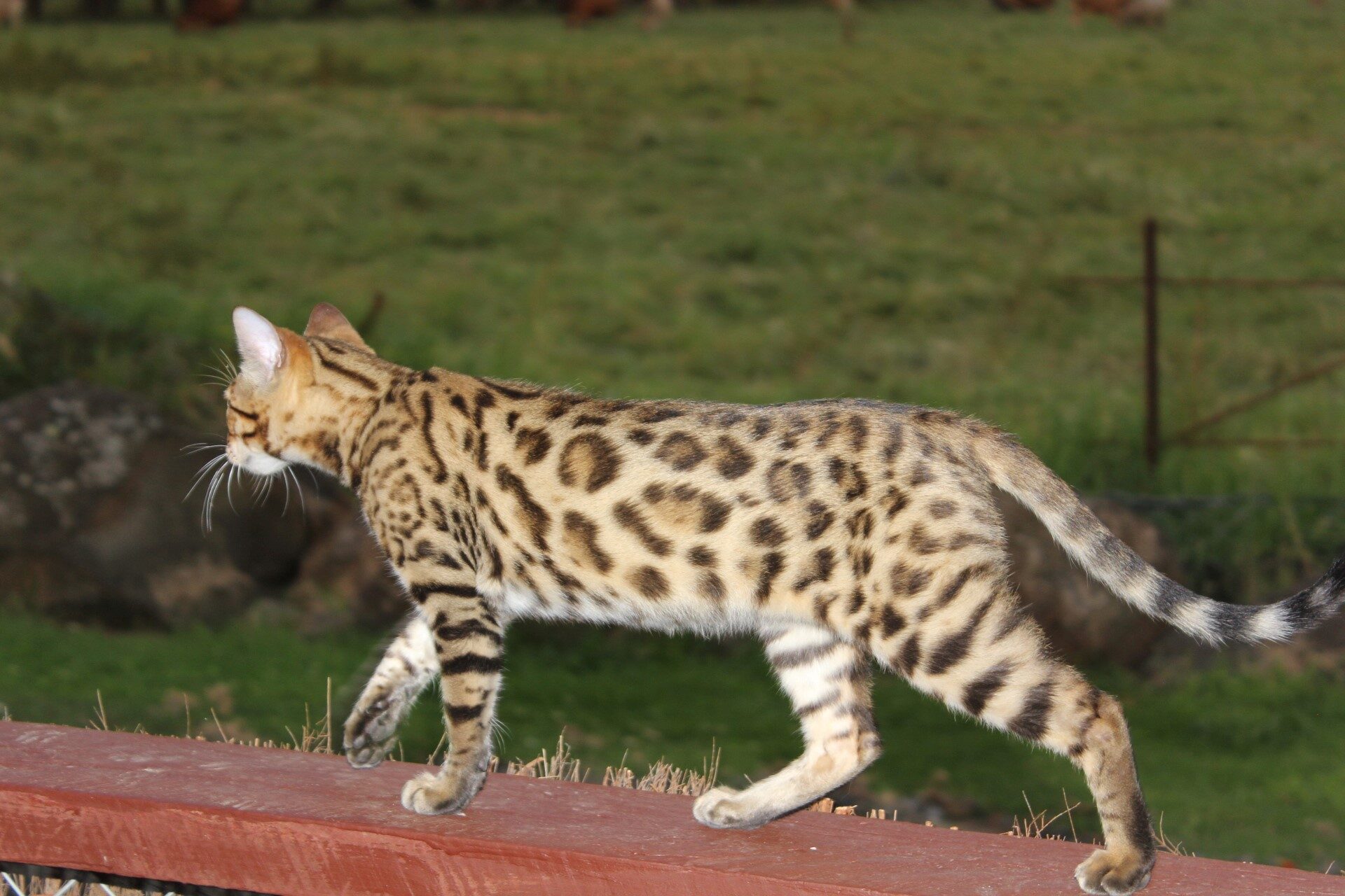 Photo 4 of Riley-retired the Male Bengal cat.