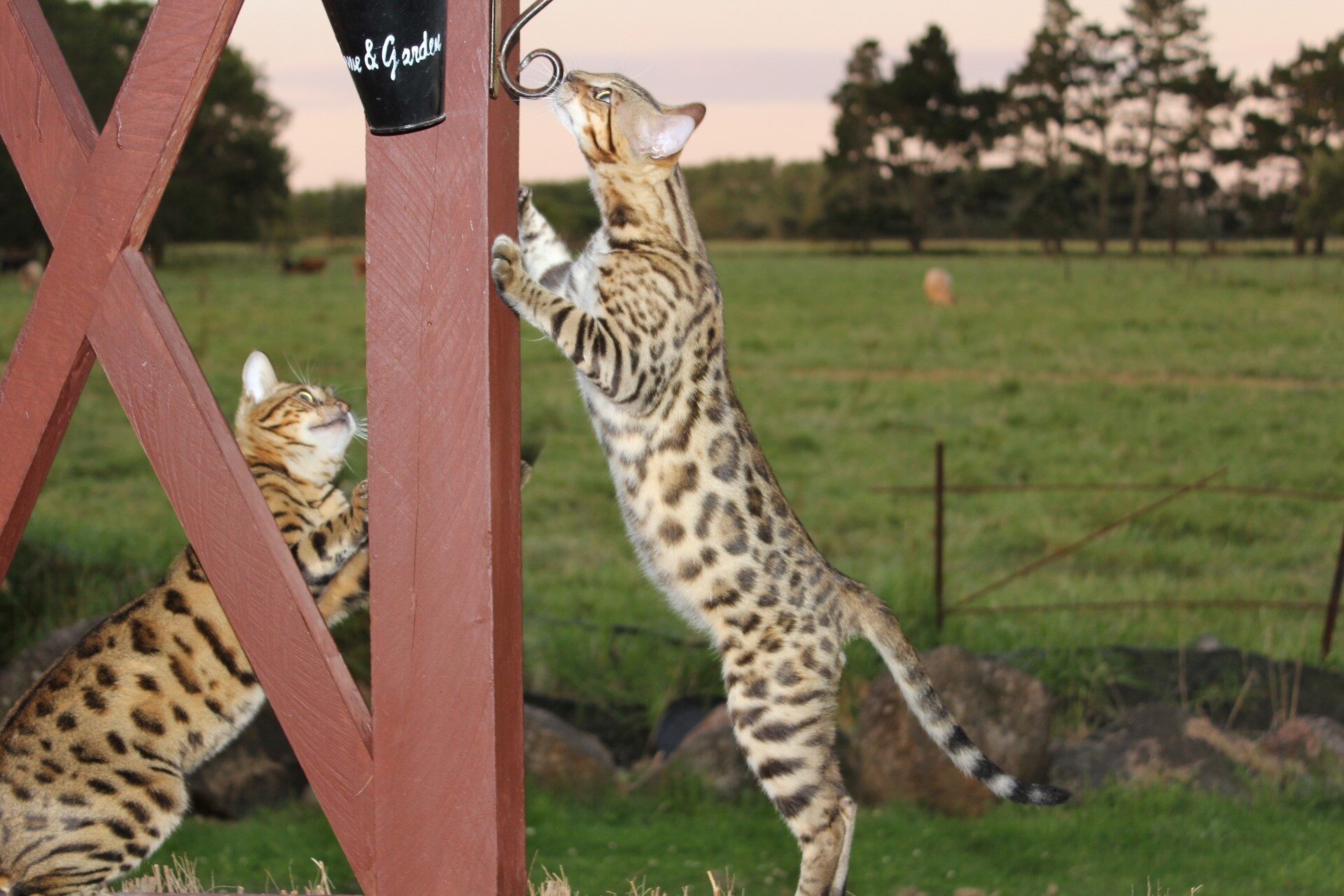 Photo 1 of Riley-retired the Male Bengal cat.